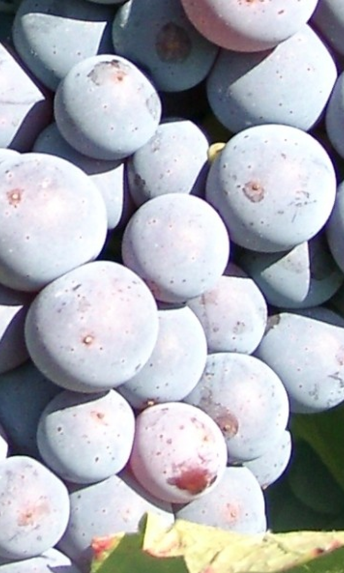 Cabernet Franc Beeren